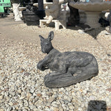 Resting Kangaroo
